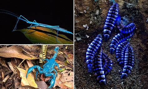  ¿Conoces la Ordenata danza de las Ojos de Luna? ¡Descubre estos fascinantes insectos que brillan en la oscuridad!