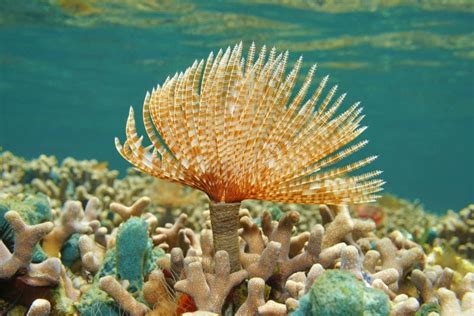 Iturias! Un gusano marino que se camufla entre las rocas y el coral.