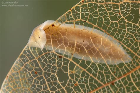 Jynx! Unveiling the Mystical Microcosm of this Enigmatic Freshwater Flatworm