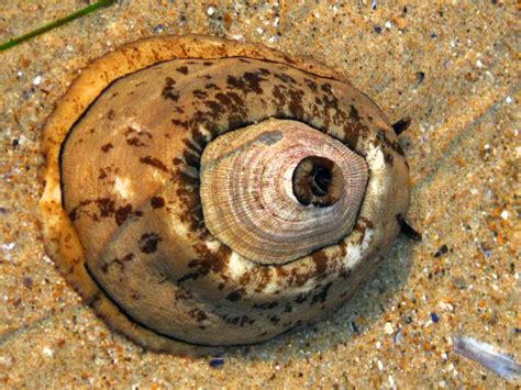  Keyhole Limpet: Unassuming Shell Dweller Hiding Secrets of Tidepool Survival