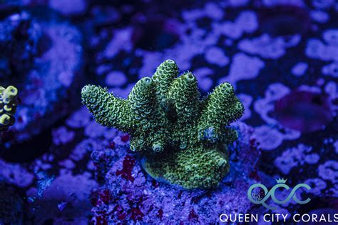  Millepora! Una Colonia De Coral Que Puede Causar Un Picor Insoportable Y Atraer La Mirada Del Buceador Más Inquisitivo