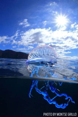  Physalia physalis: ¿Un animal que desafía la lógica de la naturaleza con sus tentáculos flotantes?