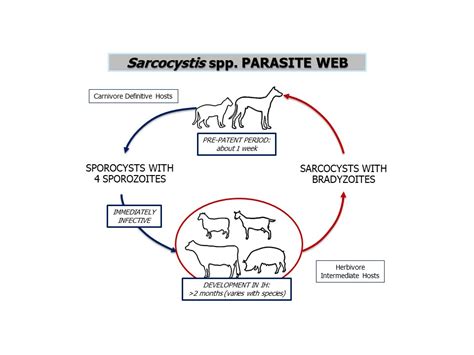  Sarcocystis ¡Un Parasito De Aves Con Un Ciclo de Vida Fascinante y Algo Asombroso!