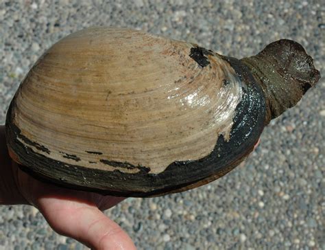 Tresus capax: ¡Un molusco bivalvo que se aferra tenazmente a las rocas de la costa!