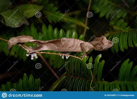 Uroplatus! Descubriendo el Dragón de Hoja de Madagascar con Sus Ojos Saltones y la Capacidad para Cambiar de Color