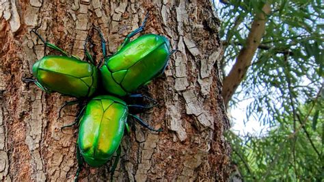  Anoplophora! El escarabajo esmeralda esmeralda: ¡Un visitante voraz con un apetito por la madera!