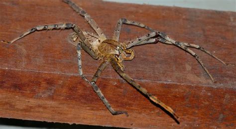  Araña Cazadora: ¡Un Maestro del Disfraz que Teje Redes de Paciencia!