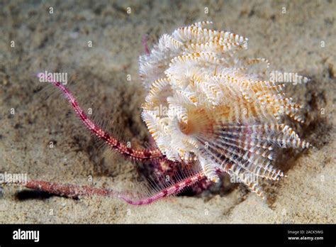  Branchiomma! Un Gusano Marino que Vive una Vida Misteriosa y Vibrante