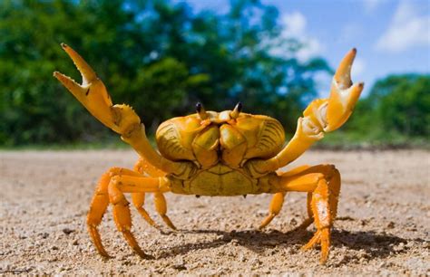  Cangrejo Real: Un crustáceo de aguas profundas con un caparazón tan duro como el acero