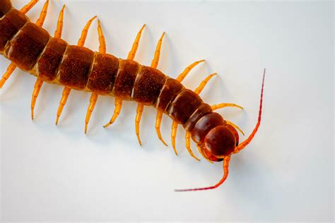  Centipede: Un animal de muchas patas que se desliza por la tierra con una velocidad sorprendente