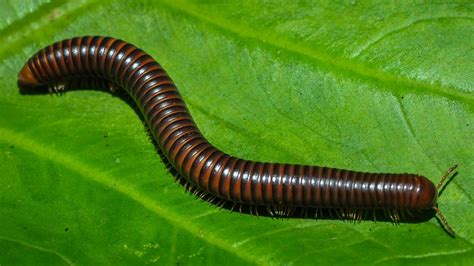  Diplopoda: ¡Conocerás un nuevo tipo de amigo con mil patas que vive bajo las piedras!