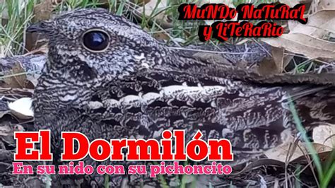  Dormilon: Un ave marina con plumaje oscuro que realiza migraciones increíbles!