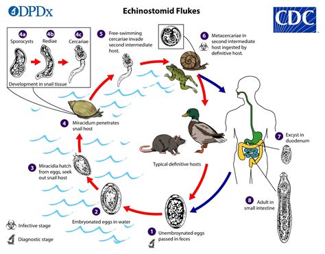  Echinostomiasis: ¿Un parásito intestinal con un gusto peculiar por los caracoles y las aves acuáticas?