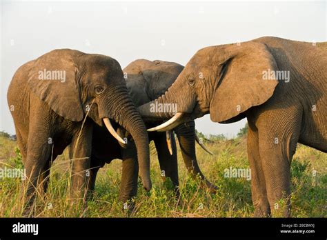  Especie Curiosa: ¡El Elefante Es Un Gigante Terrestre Que Se Comunica Con Infrasonidos!