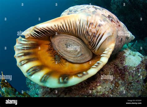  Filete de Mar: ¡Un molusco bivalvo que filtra el océano, una gota a la vez!