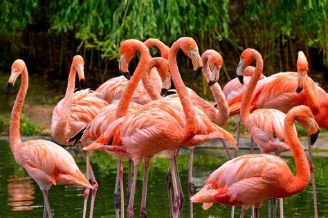  ¿Flamenco: Una explosión de rosa en los humedales del mundo? 