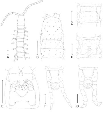  Geophilidae: ¿Un Segmento Vivorrante del Mundo Subterráneo?