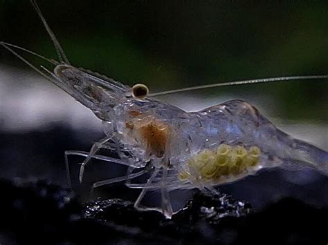  Ghost Shrimp: Una Maravilla Acuática con un Estilo de Vida Espectral y una Apariencia Fantasmal!