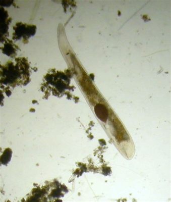  Gyratrix!  A Tiny Flatworm That Thrives On Decay And Dances In Freshwater