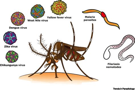 Jarroviridae: Un parásito microscópico que controla poblaciones de mosquitos con un ciclo de vida fascinante!