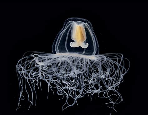  Jumping Jellyfish: Discover the Intricate World of a Microscopic Marine Marvel!