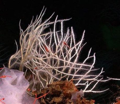 Killer Sponge: A Carnivorous Inhabitant of the Deep Ocean!