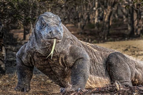  ¿Komodo: Dragón Viviente o Simple Lagarto Gigante? Un reptil escamoso de gran tamaño que habita en islas volcánicas y se caracteriza por su capacidad de detectar presas a grandes distancias gracias a su lengua bifurcada