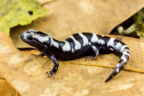  Marbled Salamander: ¿Un Camaleón Acuático con Piel de Mármol que Se Desliza por la Noche?