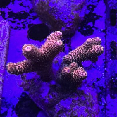  Millepora!  Discover these Striking Colonial Animals that are Both Beautiful and Deadly