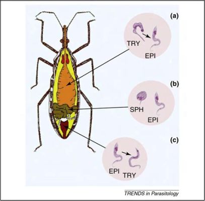  Monocercomonas: ¿Un diminuto viajero invisible que conquista el intestino de los insectos?