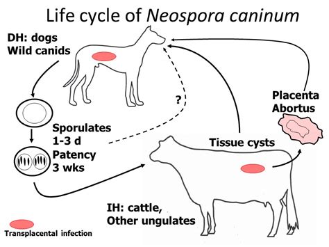 Neospora caninum: ¿Un parásito invisible que acecha en la sombra de la salud animal?