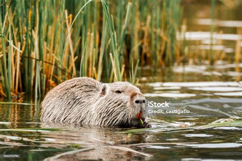  Nutria: ¡Un roedor semiaquático que te dejará boquiabierto con su habilidad para adaptarse a casi cualquier entorno!