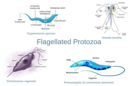  Órganos Flagelados: ¿Un Viaje Microscópico Hacia el Mundo Acuático de este Curioso Protozoo?