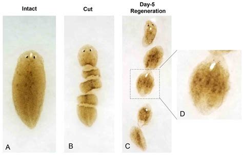  Planaria: ¡Un gusano plano maestro del camuflaje y la regeneración sorprendente!