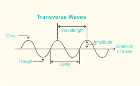  Quadrulella! Un Reino Microscópico con Ondas que Atraviesan el Tiempo