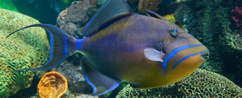  Queen Triggerfish ¡Un Pez Tropical Con Colores Vibrantes Que Te Hará Recordar Una Corona!