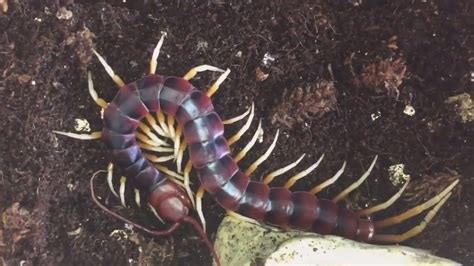  Scolopendra Gigantea: ¡Un depredador nocturno de mil patas que te dejará boquiabierto!