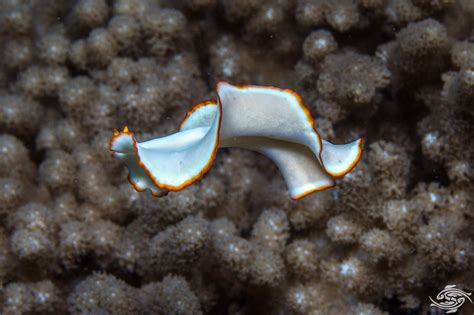 Stichocotylus! Un gusano plano que brilla como una estrella marina en el fondo del mar