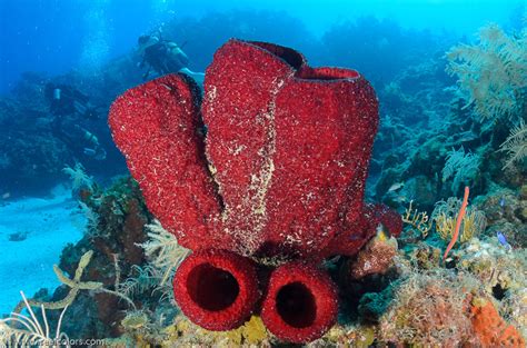  Strawberry Vase Sponge: ¡Descúbrelo, un maestro del camuflaje y un filtro viviente del océano!