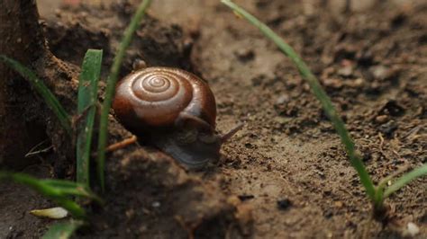  El Caracol de Jardín: ¡Descubre el Curioso Mundo de un Molusco que Parece un Mini Robot!