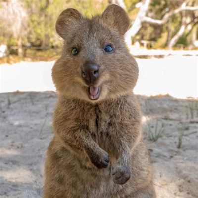 ¿Sabes qué es una Quokka? ¡Descubre esta adorable criatura con una sonrisa permanente!