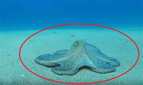  ¿Qué es un Queso de Mar y cómo se Desliza por el Fondo Oceánico con Elegancia Inigualable?